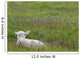 Lamb In Pasture, Alberta, Canada Wall Mural