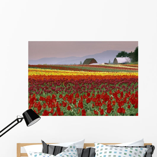 Tulip Fields In Skagit Valley, Washington State, Usa Wall Mural