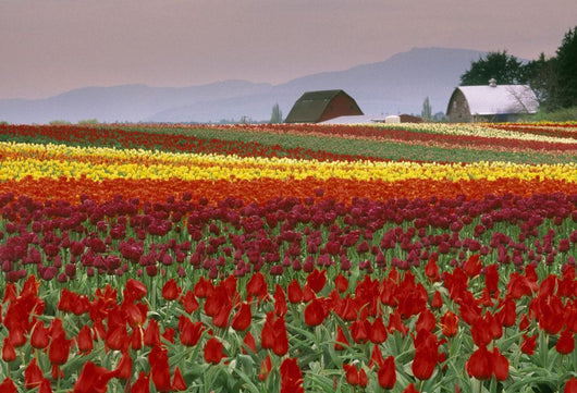 Tulip Fields In Skagit Valley, Washington State, Usa Wall Mural