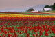 Tulip Fields In Skagit Valley, Washington State, Usa Wall Mural
