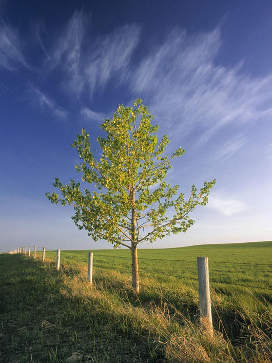 Lone Tree And Fenceline, Near Dogpound, Alberta Wall Mural