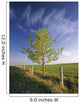 Lone Tree And Fenceline, Near Dogpound, Alberta Wall Mural