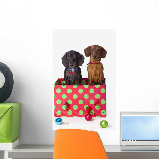 Two Dachshund Puppies Inside A Polka Dot Christmas Gift Box Wall Mural