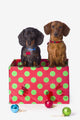 Two Dachshund Puppies Inside A Polka Dot Christmas Gift Box Wall Mural