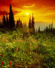 Mount Revelstoke National Park, British Columbia Wall Mural