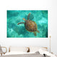 A Sea Turtle Swims Underwater Wall Mural