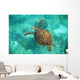 A Sea Turtle Swims Underwater Wall Mural