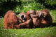 2 Orangutans Play Wall Decal
