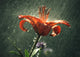 Lilly in the Rain Wall Mural
