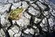 Leopard Frog On Dry Farmland, Red River Valley, Manitoba Wall Mural
