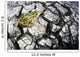 Leopard Frog On Dry Farmland, Red River Valley, Manitoba Wall Mural