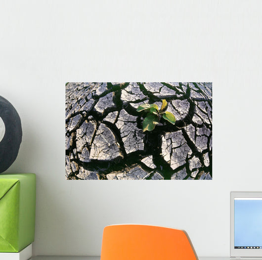 Farmland Affected By Drought, Red River Valley, Manitoba Wall Mural