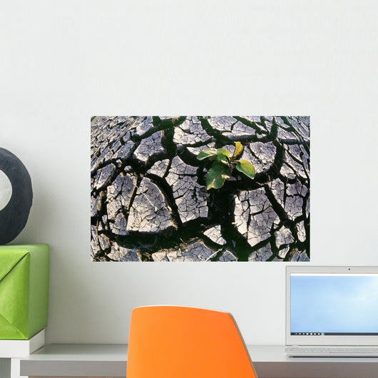 Farmland Affected By Drought, Red River Valley, Manitoba Wall Mural