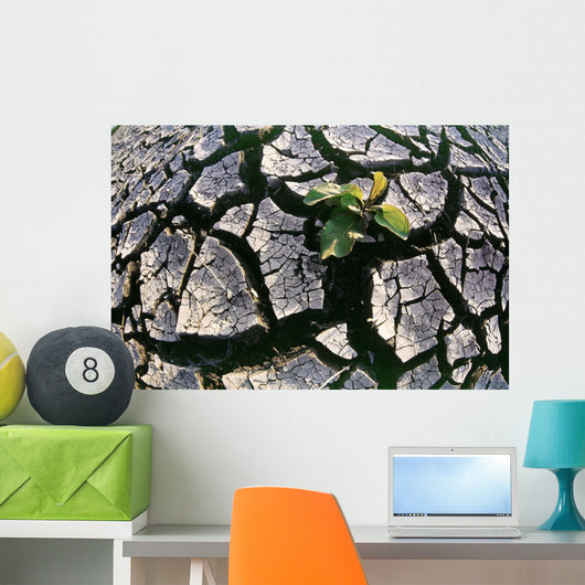 Farmland Affected By Drought, Red River Valley, Manitoba Wall Mural