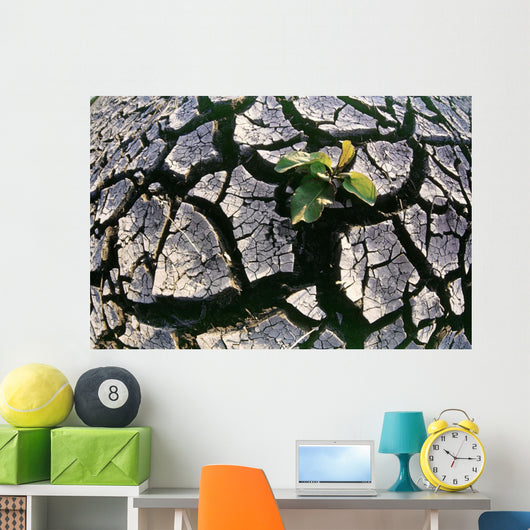 Farmland Affected By Drought, Red River Valley, Manitoba Wall Mural