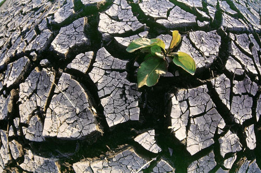 Farmland Affected By Drought, Red River Valley, Manitoba Wall Mural