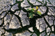 Farmland Affected By Drought, Red River Valley, Manitoba Wall Mural
