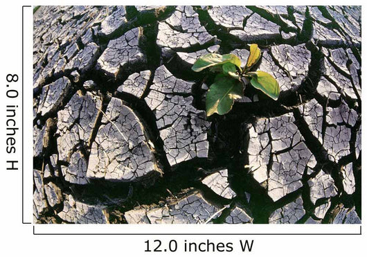 Farmland Affected By Drought, Red River Valley, Manitoba Wall Mural