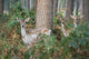 rehe Wall Mural