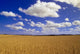 Spring Wheat Field, Tiger Hills, Manitoba Wall Mural