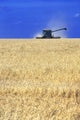 Spring Wheat Harvest, Tiger Hills, Manitoba Wall Mural