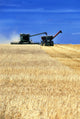 Spring Wheat Harvest, Tiger Hills, Manitoba Wall Mural