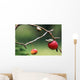 Pacific Tree Frog On A Crab Apple, British Columbia Wall Mural