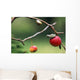 Pacific Tree Frog On A Crab Apple, British Columbia Wall Mural