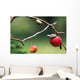 Pacific Tree Frog On A Crab Apple, British Columbia Wall Mural