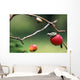 Pacific Tree Frog On A Crab Apple, British Columbia Wall Mural