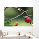 Pacific Tree Frog On A Crab Apple, British Columbia Wall Mural