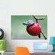 Pacific Tree Frog On A Crab Apple, British Columbia Wall Mural