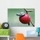 Pacific Tree Frog On A Crab Apple, British Columbia Wall Mural
