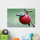 Pacific Tree Frog On A Crab Apple, British Columbia Wall Mural