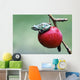 Pacific Tree Frog On A Crab Apple, British Columbia Wall Mural