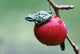 Pacific Tree Frog On A Crab Apple, British Columbia Wall Mural