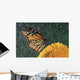 Monarch Butterfly In Rain On Sunflower, Nova Scotia Wall Mural