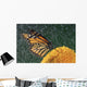 Monarch Butterfly In Rain On Sunflower, Nova Scotia Wall Mural