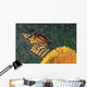 Monarch Butterfly In Rain On Sunflower, Nova Scotia Wall Mural