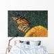 Monarch Butterfly In Rain On Sunflower, Nova Scotia Wall Mural