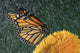 Monarch Butterfly In Rain On Sunflower, Nova Scotia Wall Mural