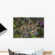 Young Eastern Cottontail Rabbits Wall Mural