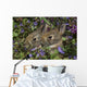 Young Eastern Cottontail Rabbits Wall Mural