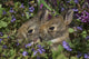 Young Eastern Cottontail Rabbits Wall Mural