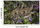 Young Eastern Cottontail Rabbits Wall Mural