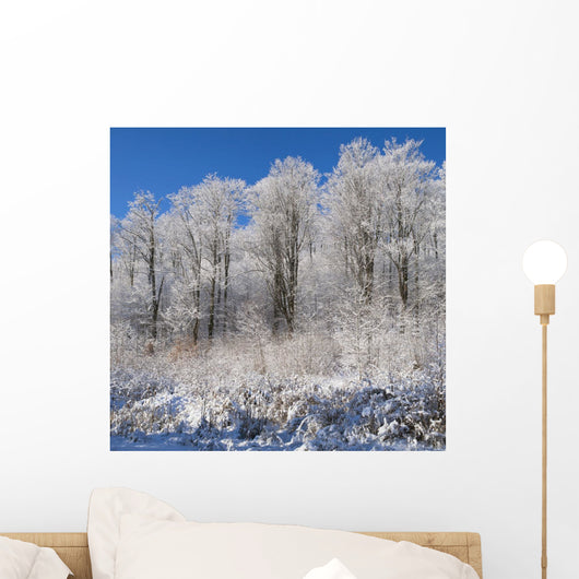 Snow Covered Maple Trees Wall Mural