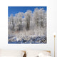 Snow Covered Maple Trees Wall Mural