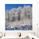 Snow Covered Maple Trees Wall Mural