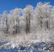Snow Covered Maple Trees Wall Mural