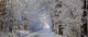 Tree Lined Road In Winter Wall Mural